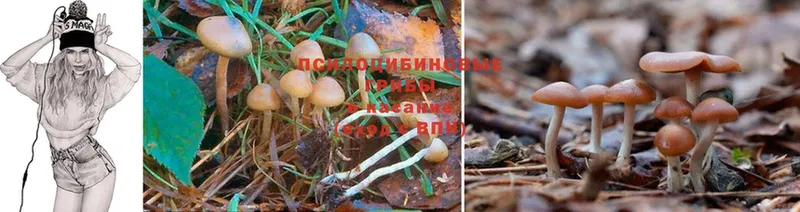 Галлюциногенные грибы Psilocybe  Донецк 